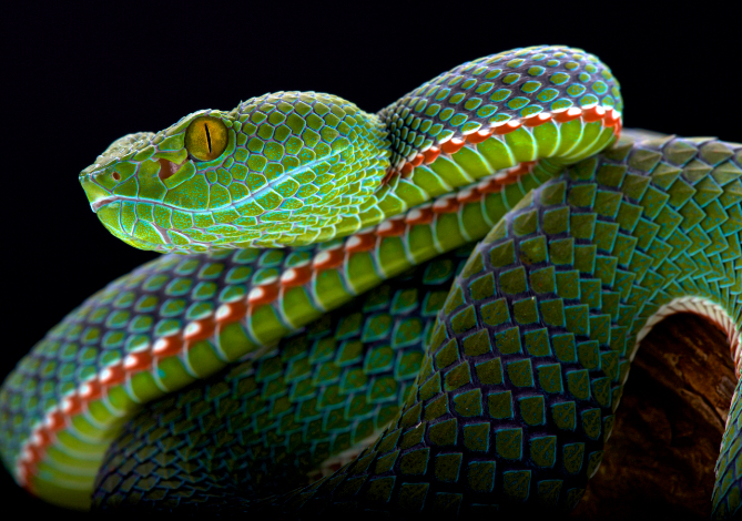 snake-green-lightblue-blue-reptile-animal-photography-cold-instinct