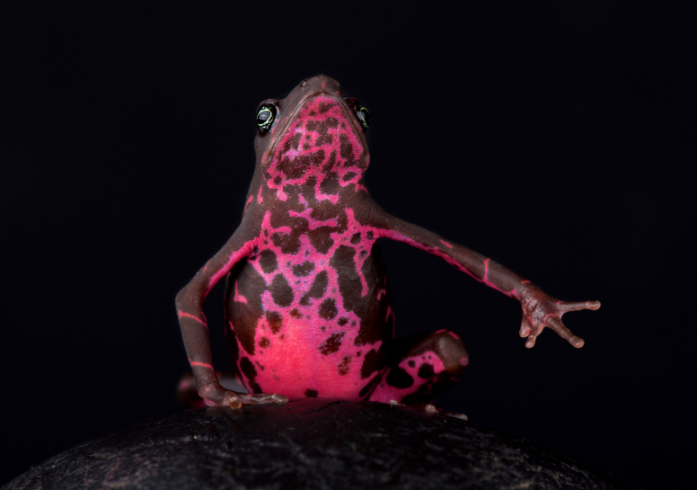 frog-magenta-reptiles-animal-photography-cold-instinct