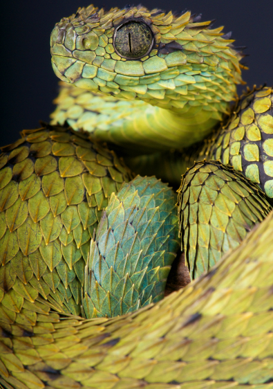 snake-green-reptile-animal-photography-cold-instinct