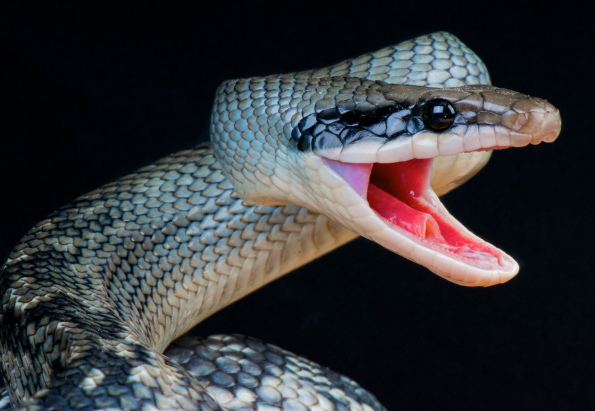 snake-reptile-animal-photography-cold-instinct